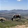 Animal Party Rescue and Sanctuary
