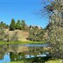 Saccomanno Vineyard