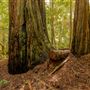 Portola Redwoods State Park (SP)