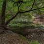 Portola Redwoods State Park (SP)