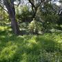 Descanso Gardens