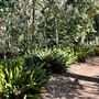 Descanso Gardens