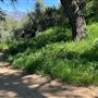 Descanso Gardens