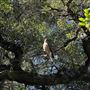 Descanso Gardens