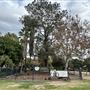 La Brea Tar Pits - George Page Museum