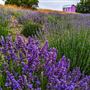 California Lavender Honey Farm