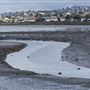 Albany State Marine Reserve - State Lands Commission (SLC)