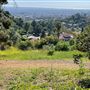 Griffith Park Redwoods - Cedar Grove