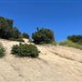 Griffith Park Redwoods - Cedar Grove