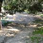 Griffith Park Redwoods - Cedar Grove