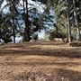 Griffith Park Redwoods - Cedar Grove