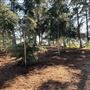 Griffith Park Redwoods - Cedar Grove