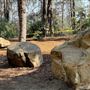 Griffith Park Redwoods - Cedar Grove