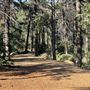 Griffith Park Redwoods - Cedar Grove