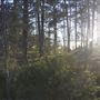 Griffith Park Redwoods - Cedar Grove