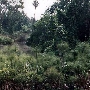 Los Angeles County Arboretum