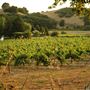 Mt. Vernon Winery