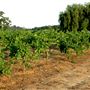Mt. Vernon Winery