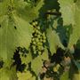Mt. Vernon Winery
