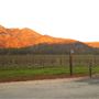 St. Francis Winery & Vineyards
