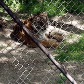 Shambala