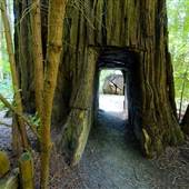 Smithe Redwoods State Natural Reserve (SNR)