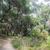 Whiting Ranch Wilderness Park