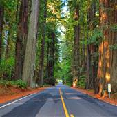 Highway 101 within Humboldt Redwoods State Park