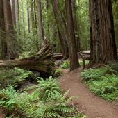 Montgomery Woods State Natural Reserve (SNR)