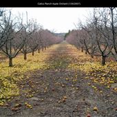 Calico Ranch Apple Orchard