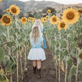 Everroad Acres Sunflower Field
