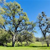 Aukum Ranch