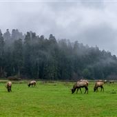 Prairie Creek Redwoods State Park (SP) within the Redwood National and State Parks