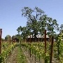 Olivet Grange Vineyard