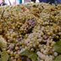 Paso Robles