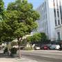 Wilshire Blvd. & Commonwealth Ave.