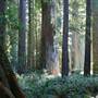 Del Norte Coast Redwoods State Park (SP) within the Redwood National and State Parks
