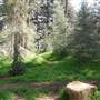 Griffith Park Redwoods - Cedar Grove