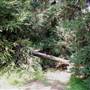 Griffith Park Redwoods - Cedar Grove