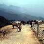 Windermere Ranch
