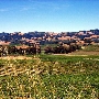 Blue Rock Vineyard