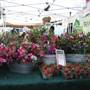 Auburn Farmers Market