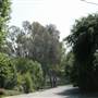 Chapman Woods Neighborhood Streets