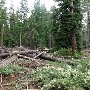Burton Creek State Park (SP)
