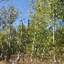 Aspens Near Highway 267 US Forest Service