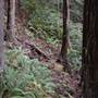 Mitchell Grove - Private Redwood Forest