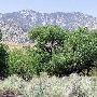 Canebrake Ecological Reserve - California Department of Fish and Wildlife (CDFW)