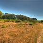 San Bruno Mountain State Park (SP)