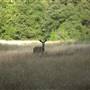 Palomar Mountain State Park (SP)