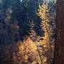 Burton Creek State Park (SP)